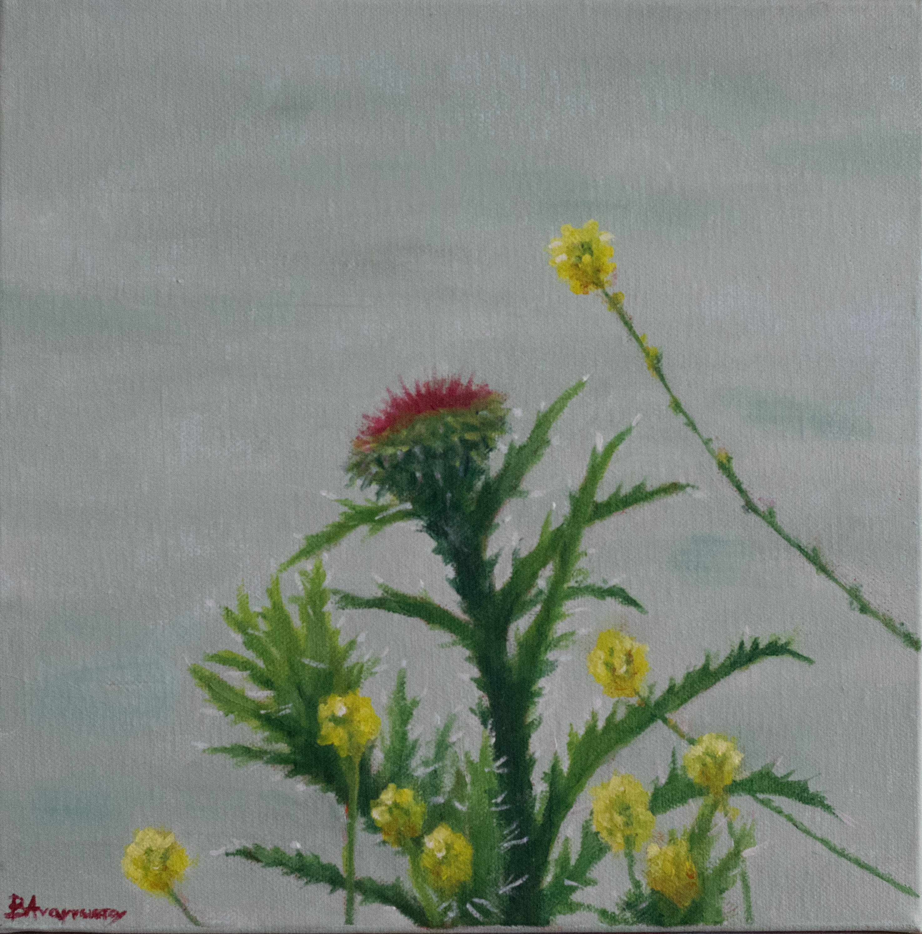 Γαϊδουράγκαθο